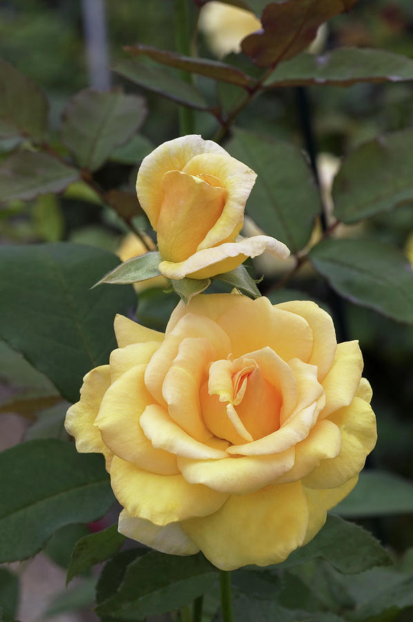 Rosa 'Sophia'(TM) Renaissance® Rosa 'Sophia'(TM) Renaissance®
