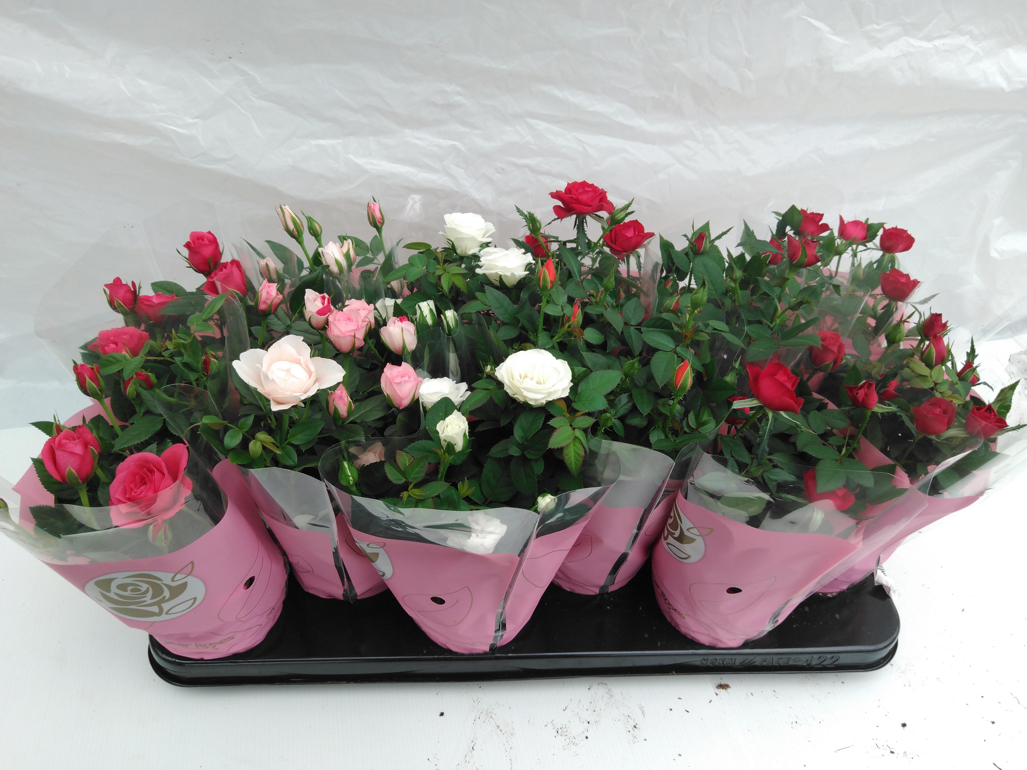 Rosa 'Star Roses Summer'