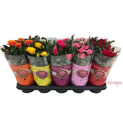 Rosa 'Star Roses'- Enjoy Mix Rosa 'Star Roses'- Enjoy Mix