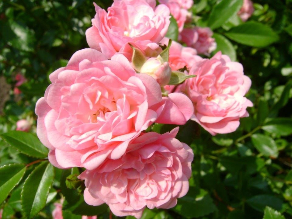 Rosa 'The Fairy'