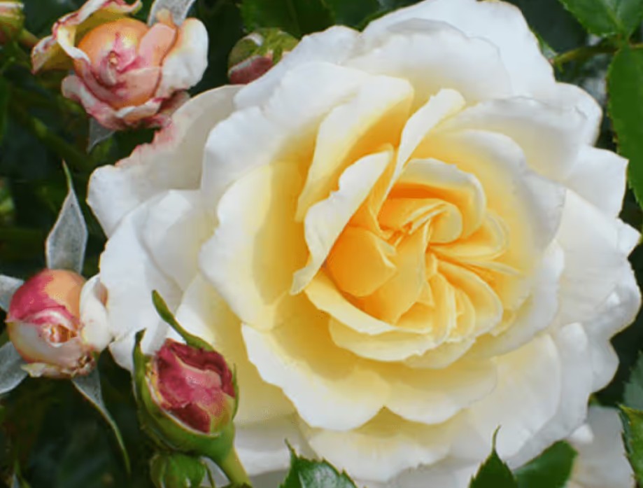 Rosa 'Tsarina' ® - Best Select