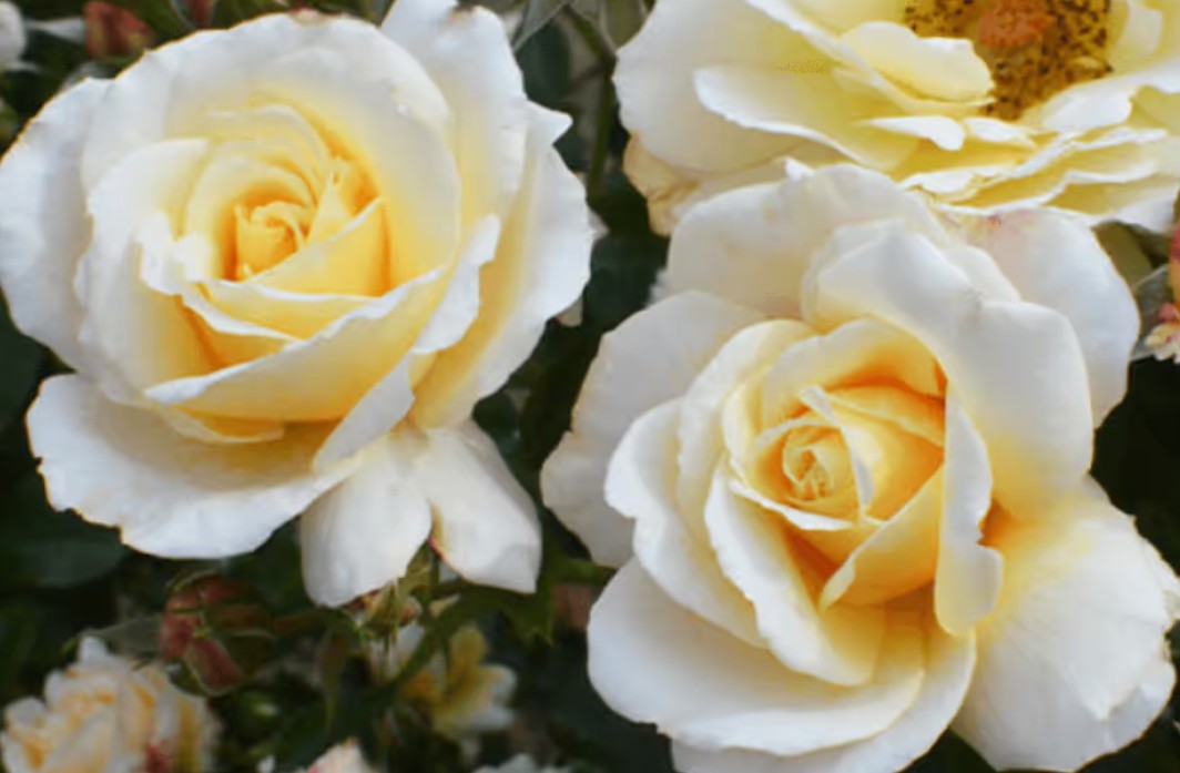 Rosa 'Tsarina' ® - Best Select
