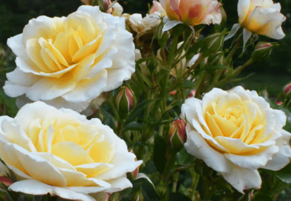 Rosa 'Tsarina' ® - Best Select