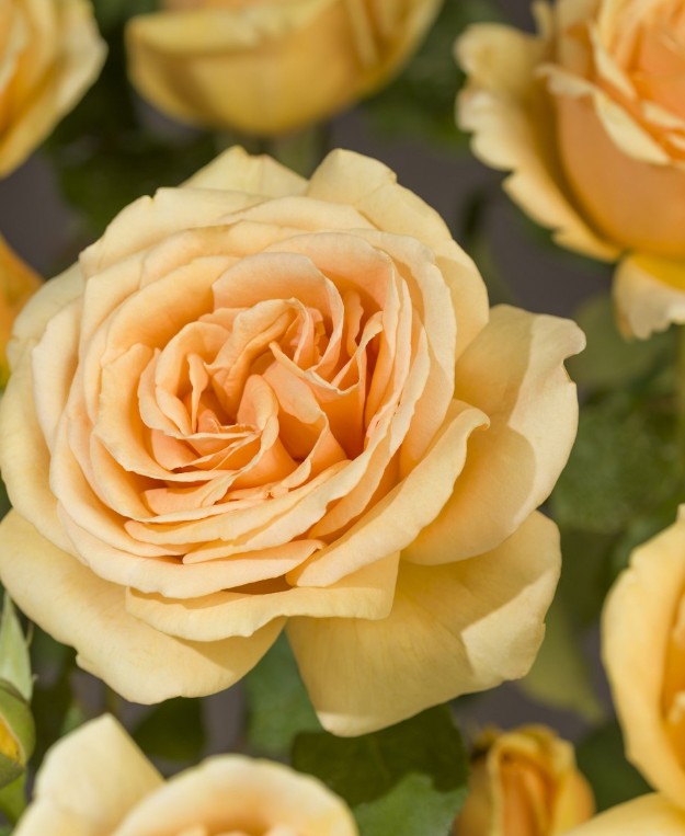 Rosa 'Valencia'®