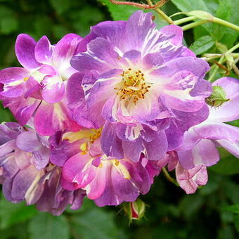 Rosa 'Veilchenblau' Rosa 'Veilchenblau'