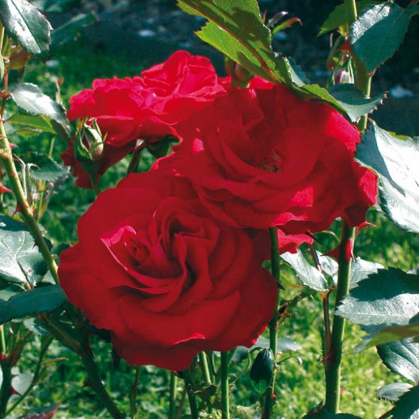 Rosa 'Wettra'(F) op stam Rosa 'Wettra'(F) op stam