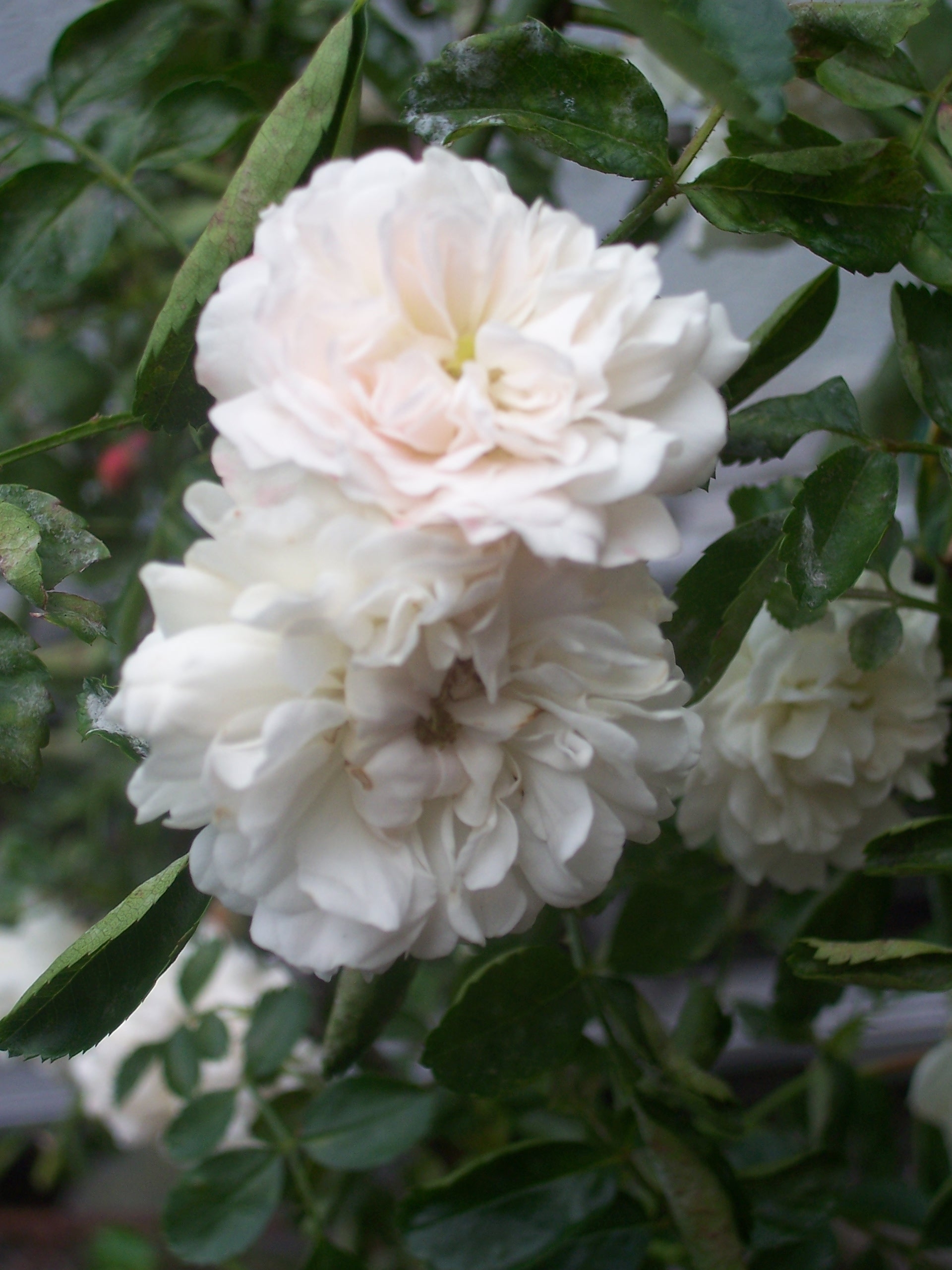 Rosa 'White Dorothy'(K) Rosa 'White Dorothy'(K)