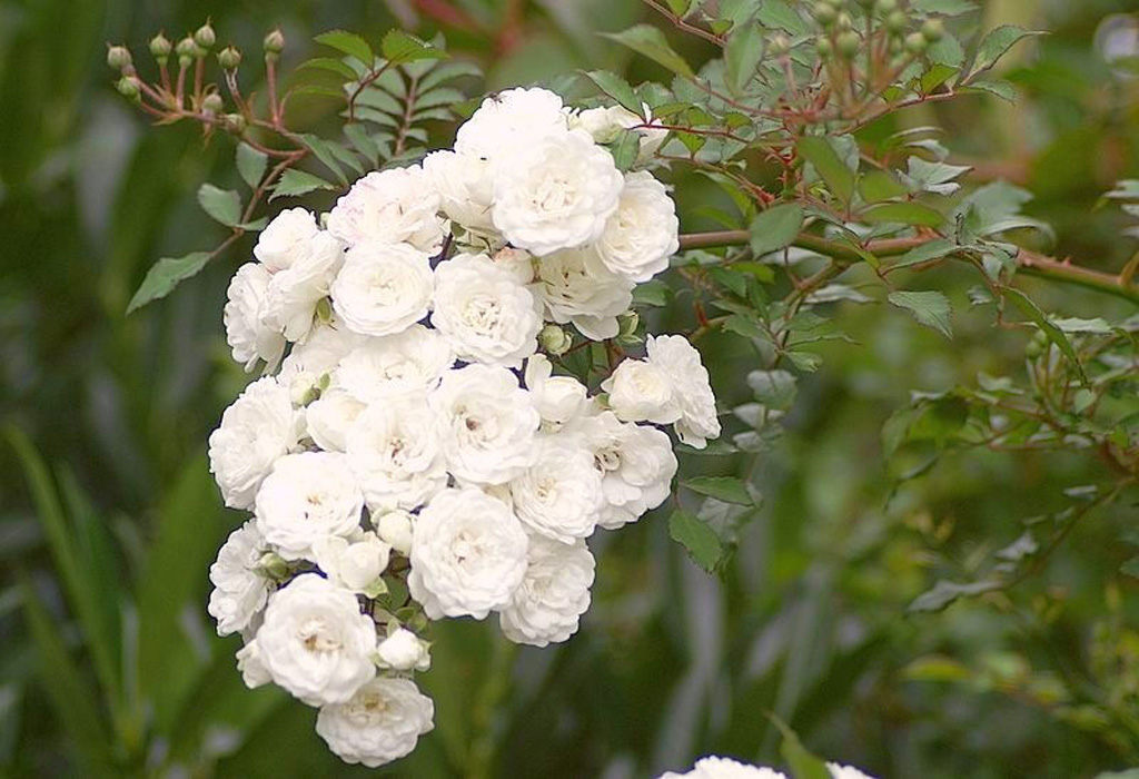 Rosa 'White Fairy'(M) Rosa 'White Fairy'(M)