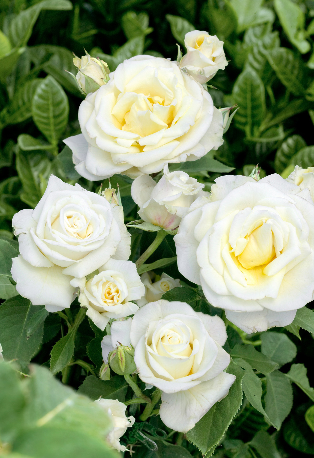 Rosa 'White Meilove'®