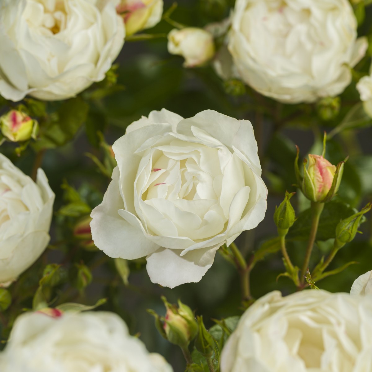 Rosa 'White Morsdag'