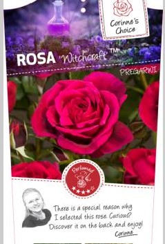 Rosa 'Witchcraft'(TM)