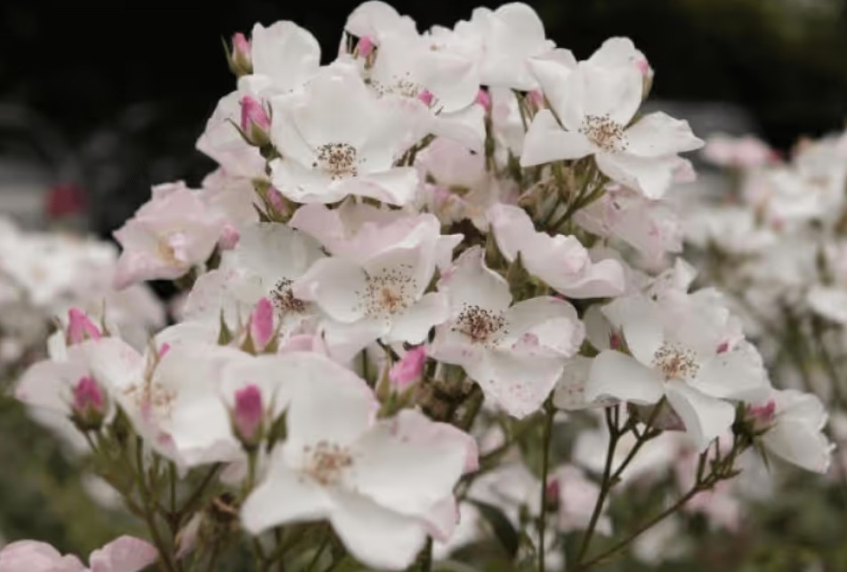 Rosa 'Xantippe' ® - Best Select