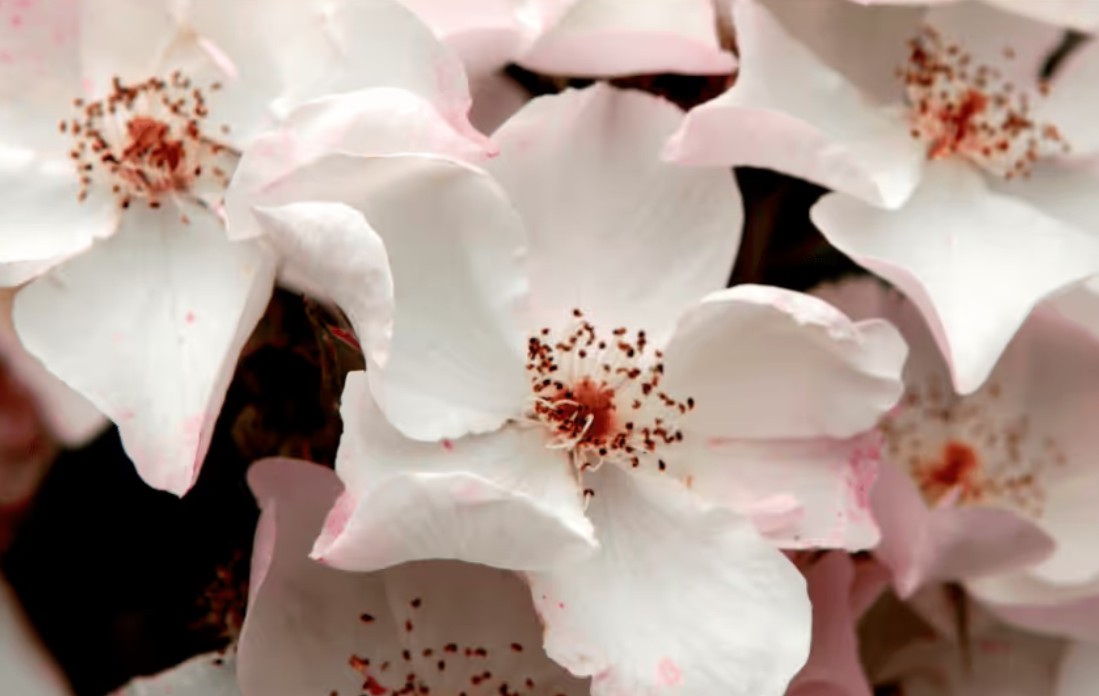 Rosa 'Xantippe' ® - Best Select