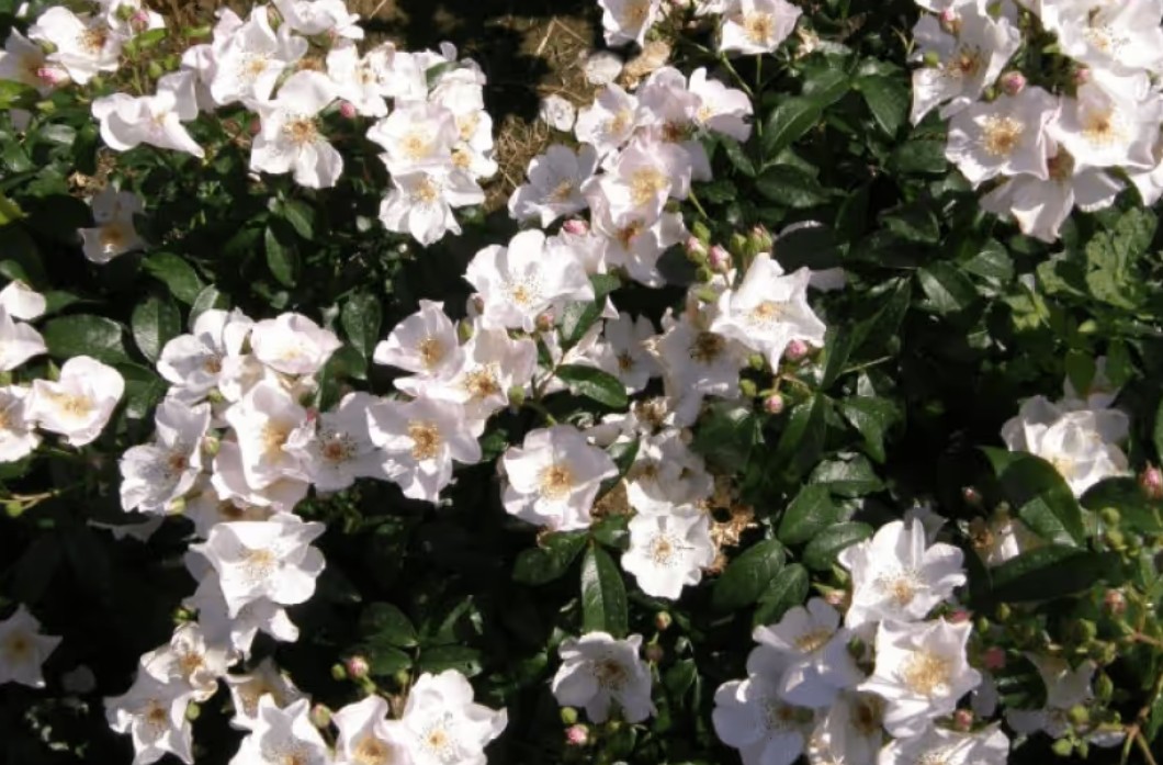 Rosa 'Xantippe' ® - Best Select