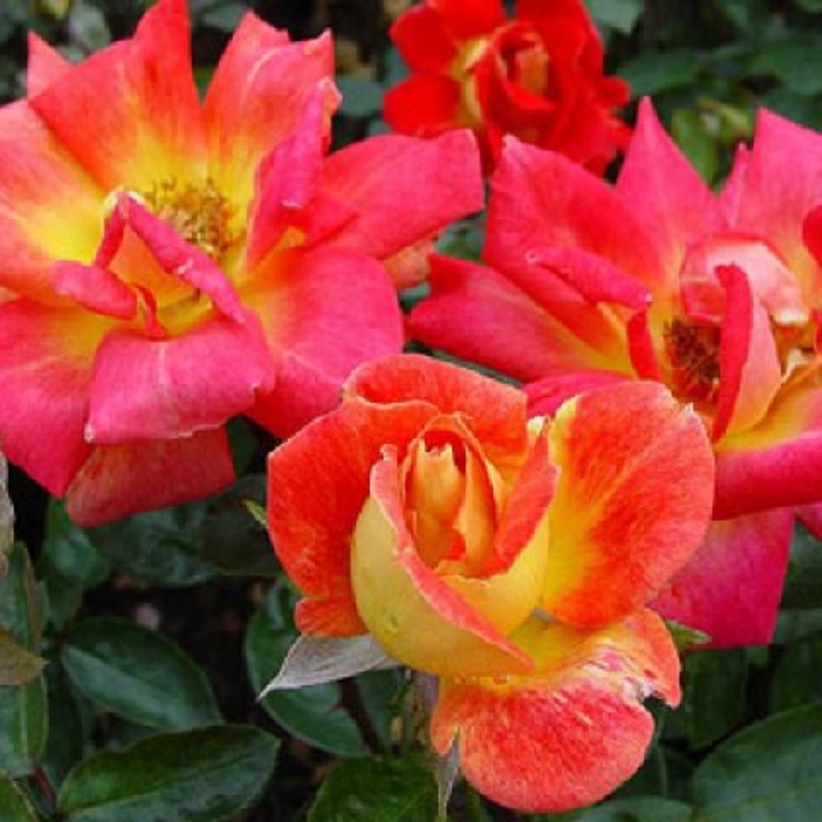 Rosa 'Piccadilly'(TH) Rosa 'Piccadilly'(TH)
