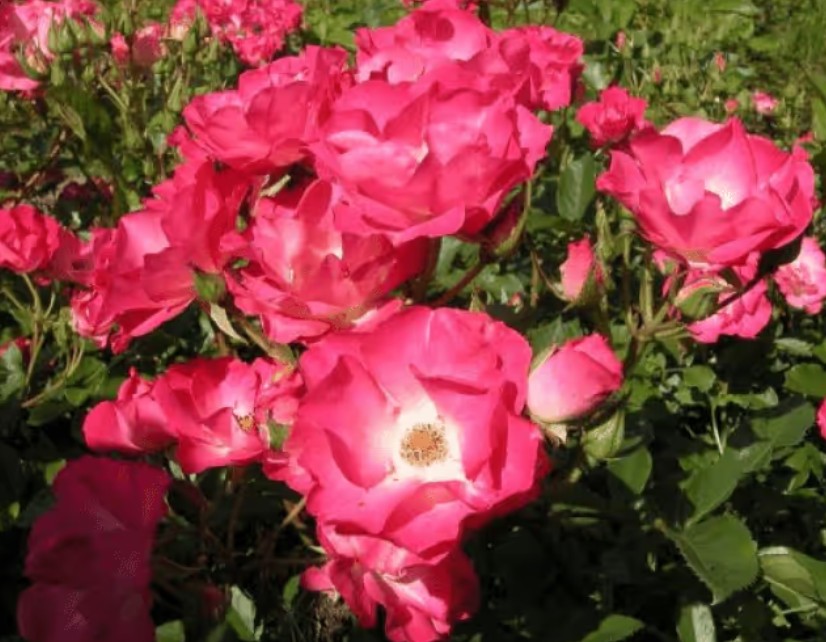 Rosa 'Rivierenhof' ® - Best Select Rosa 'Rivierenhof' ® - Best Select