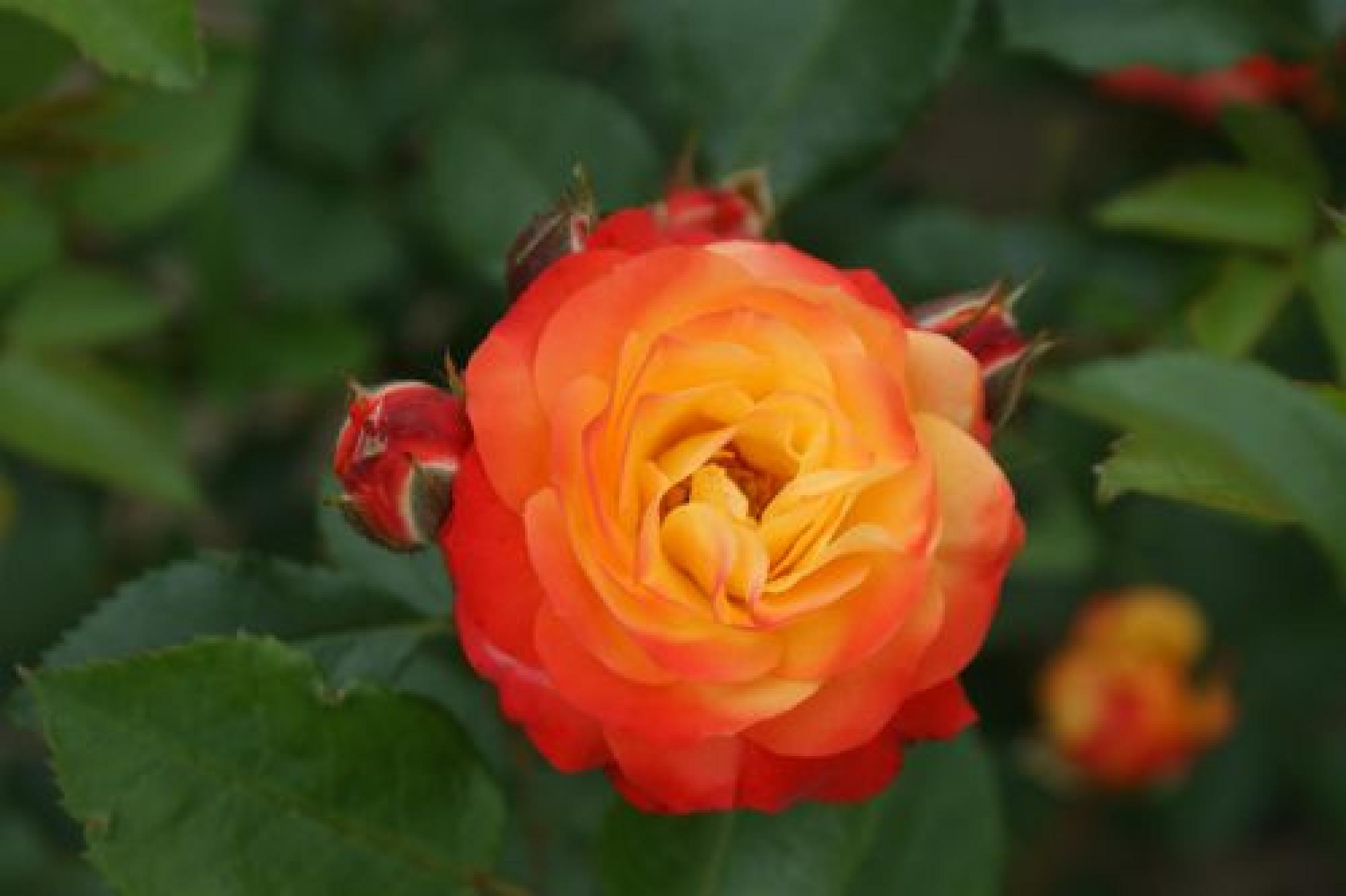 Rosa 'Rumba' Rosa 'Rumba'