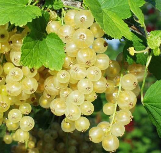 Ribes rubrum 'Witte Parel'