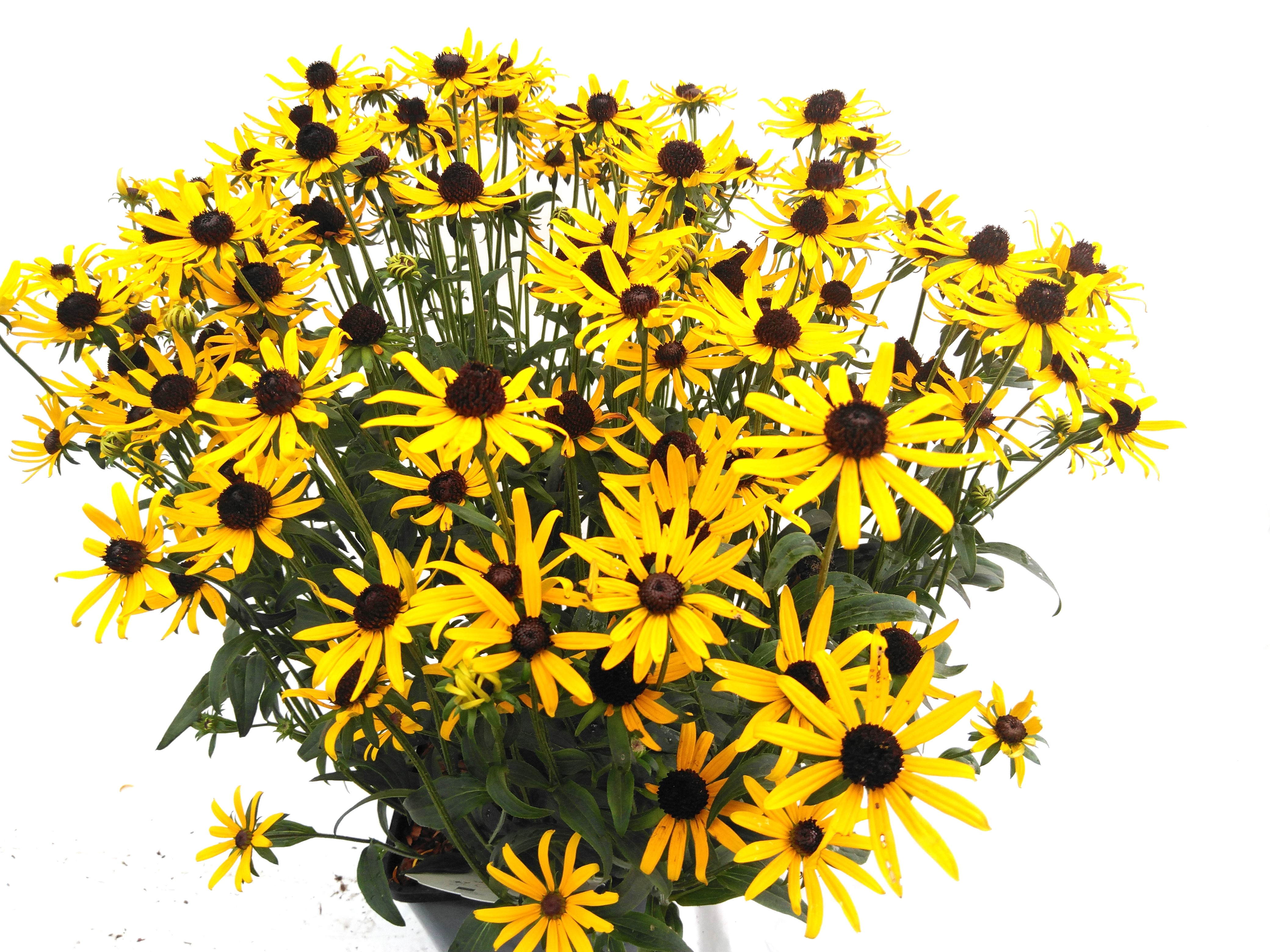 Rudbeckia fulgida 'Little Goldstar'