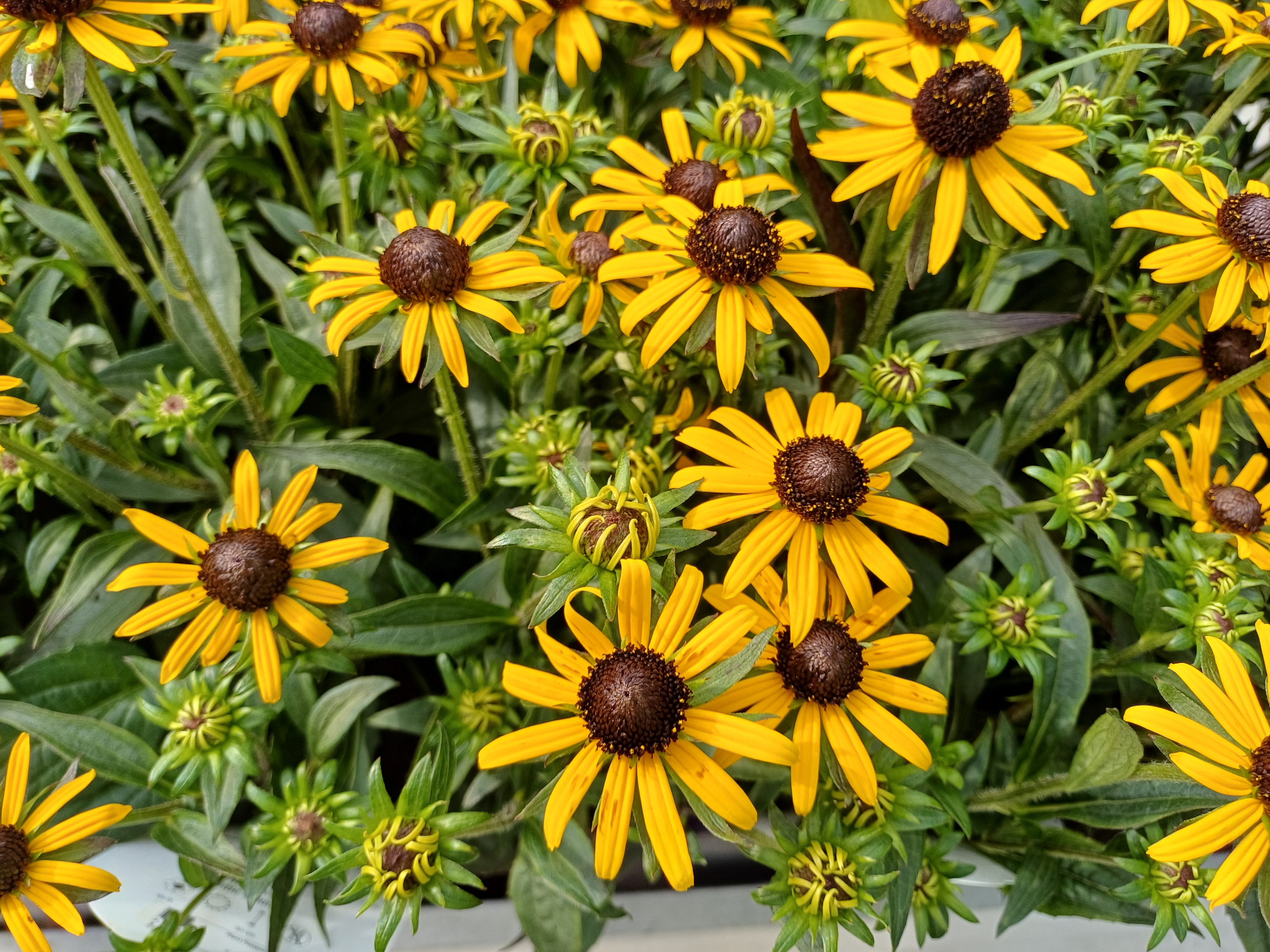 Rudbeckia fulgida 'Little Goldstar'