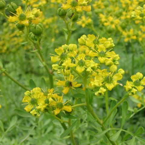Ruta graveolens Ruta graveolens