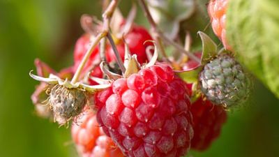Rubus idaeus 'Autumn Bliss'