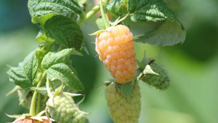 Rubus idaeus 'Fallgold' Rubus idaeus 'Fallgold'