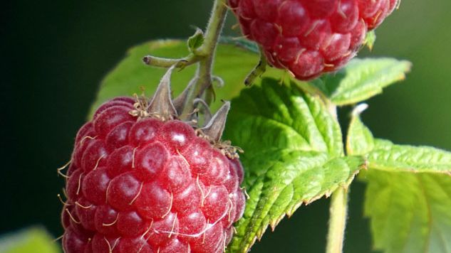 Rubus idaeus 'Glen Ample'