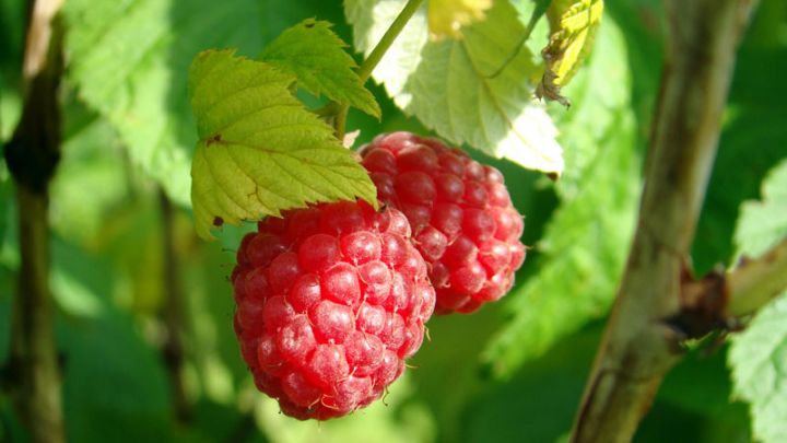 Rubus idaeus 'Schönemann' Rubus idaeus 'Schönemann'