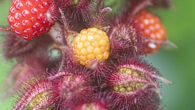 Rubus Japanse wijnbes  VP 2L