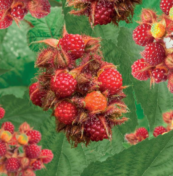 Rubus Japanse wijnbes  VP 2L