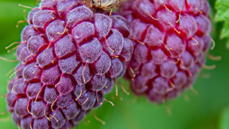 Rubus 'Loganberry' Rubus 'Loganberry'