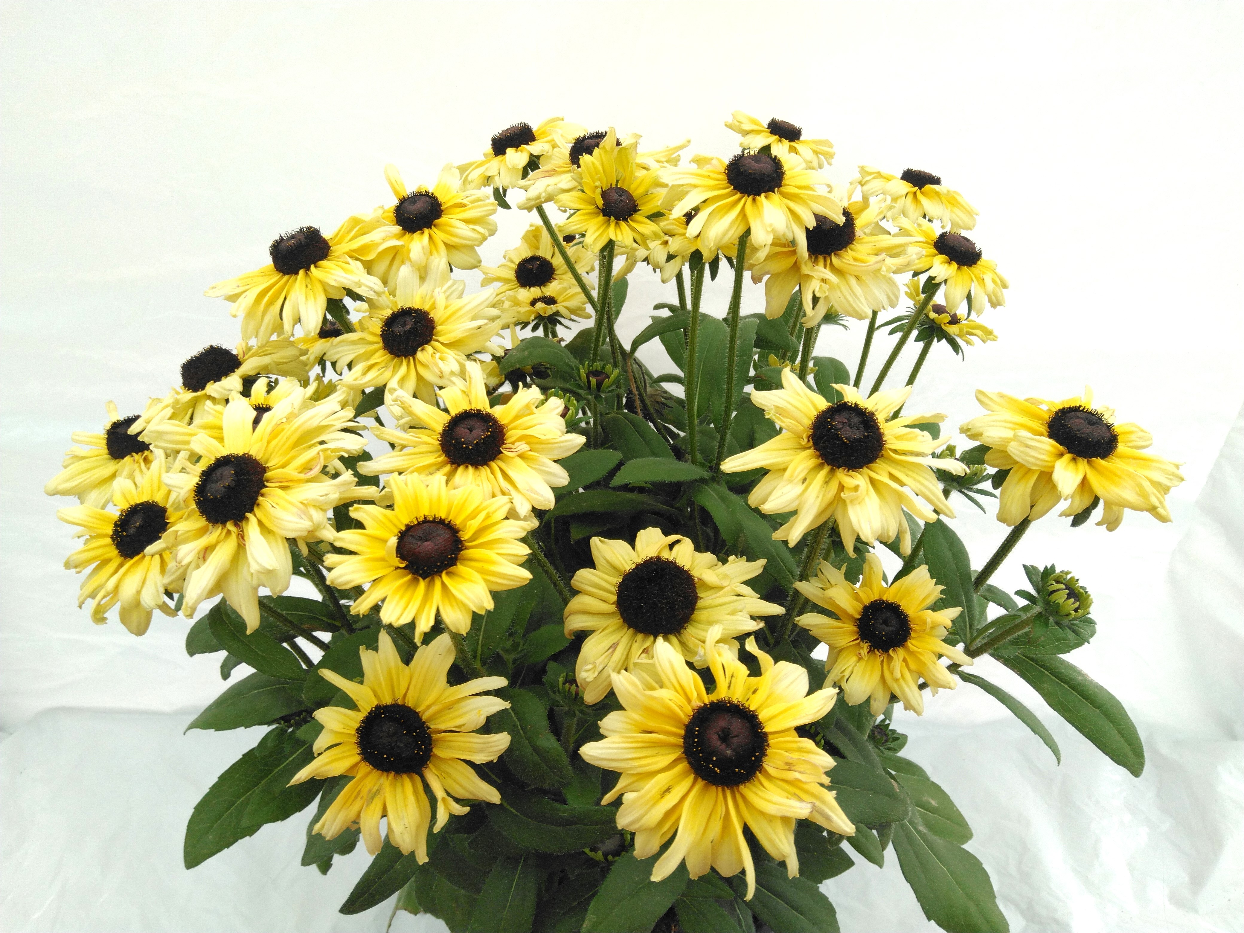 Rudbeckia summerina Mix