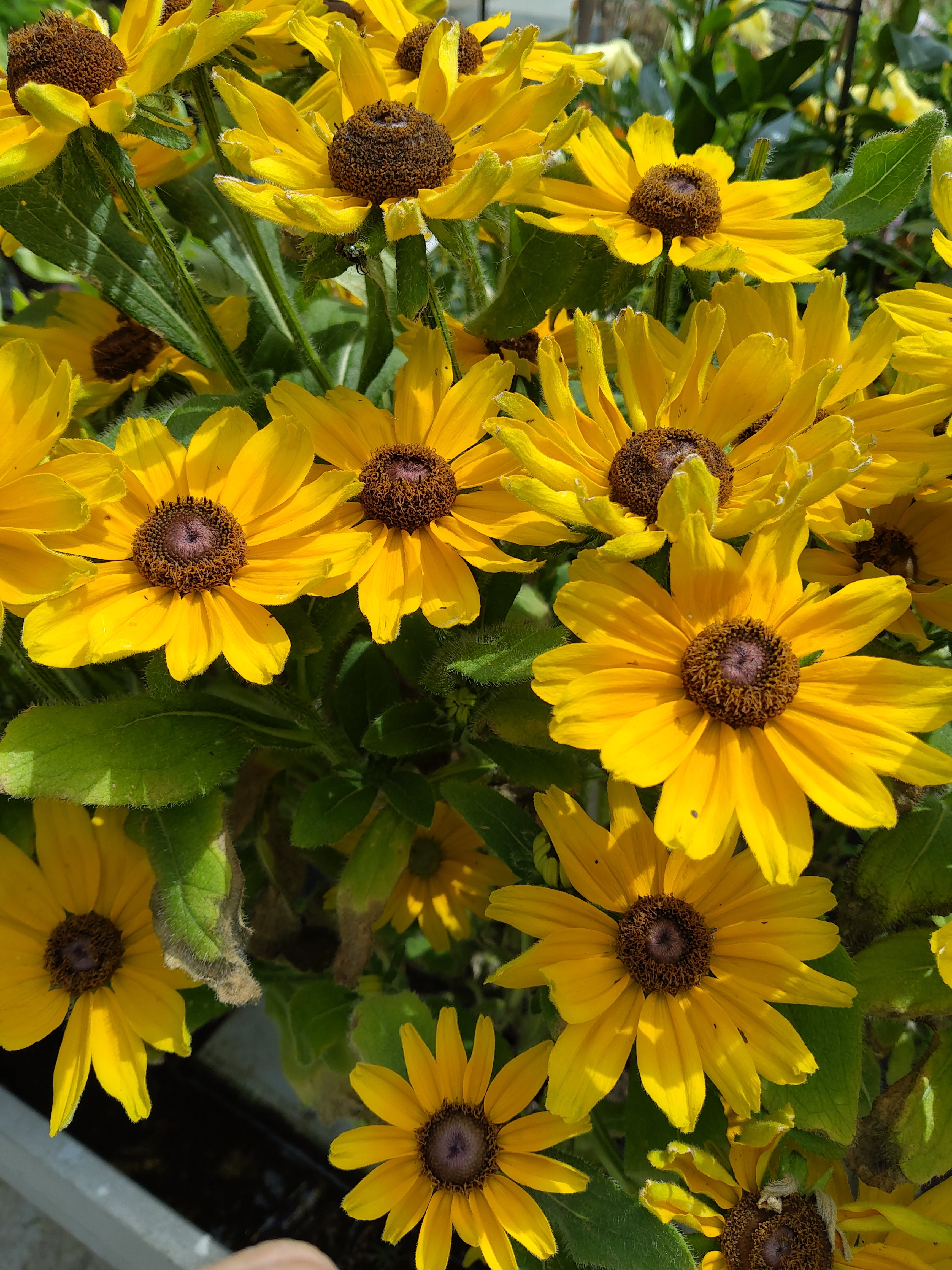 Rudbeckia summerina Mix