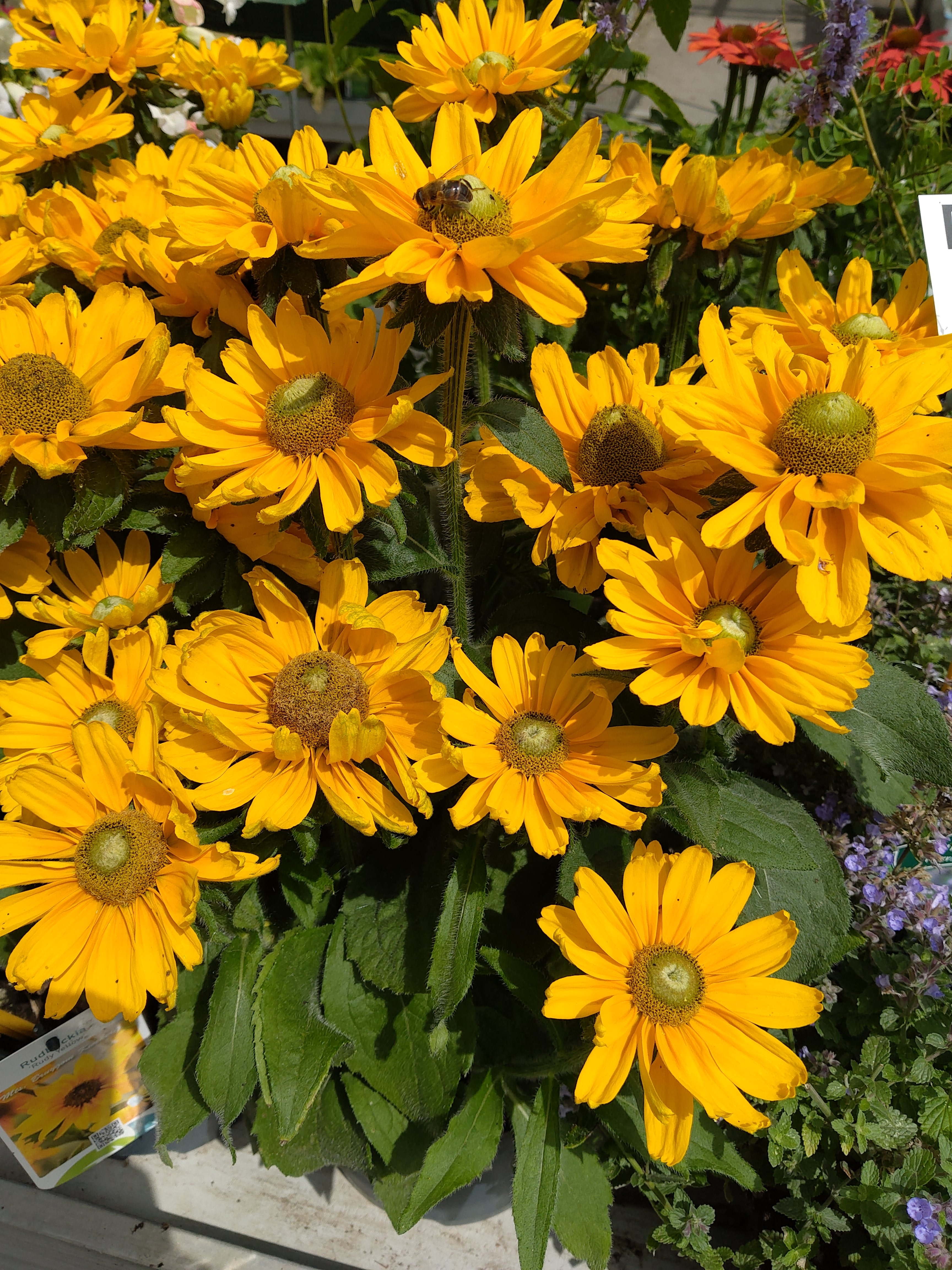 Rudbeckia 'Sunbeckia Ophelia'