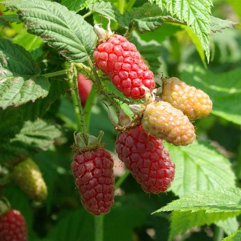 Rubus Tayberry