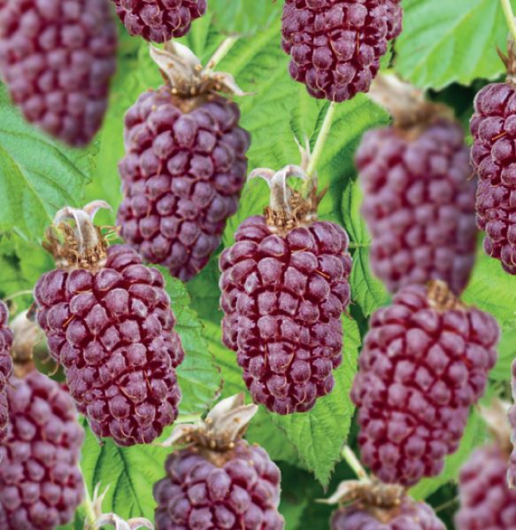 Rubus 'Thornless Loganbes'