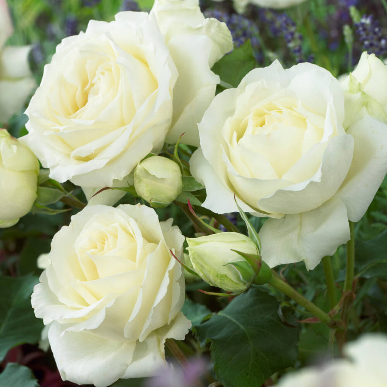 Rosa 'White Symphony' Rosa 'White Symphony'