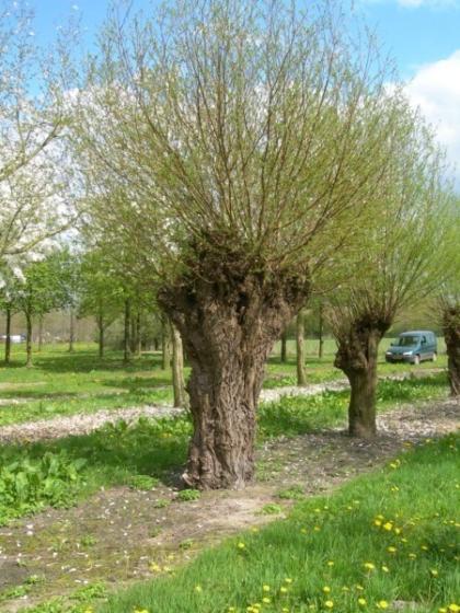 Salix alba 'Liempde' Salix alba 'Liempde'