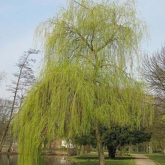 Salix alba 'Tristis' Salix alba 'Tristis'
