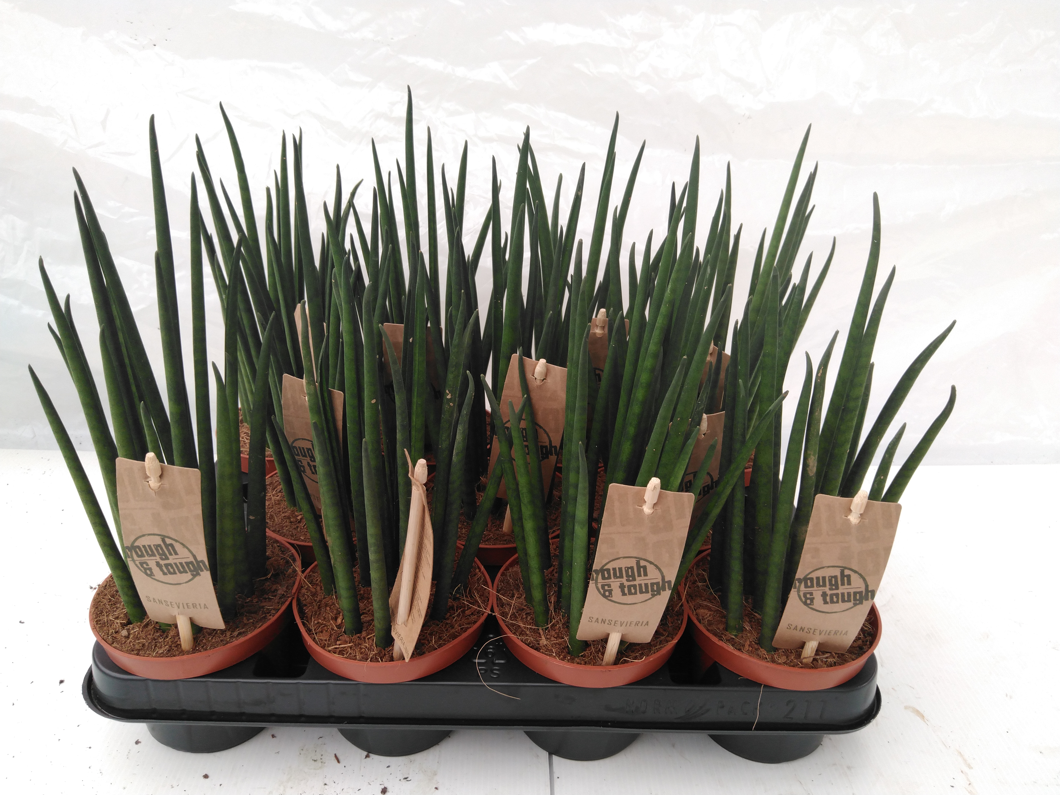 Sansevieria bacularis 'Mikado'