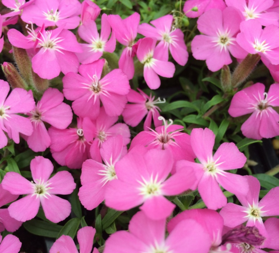 Saponaria hybride 'Bressingham'