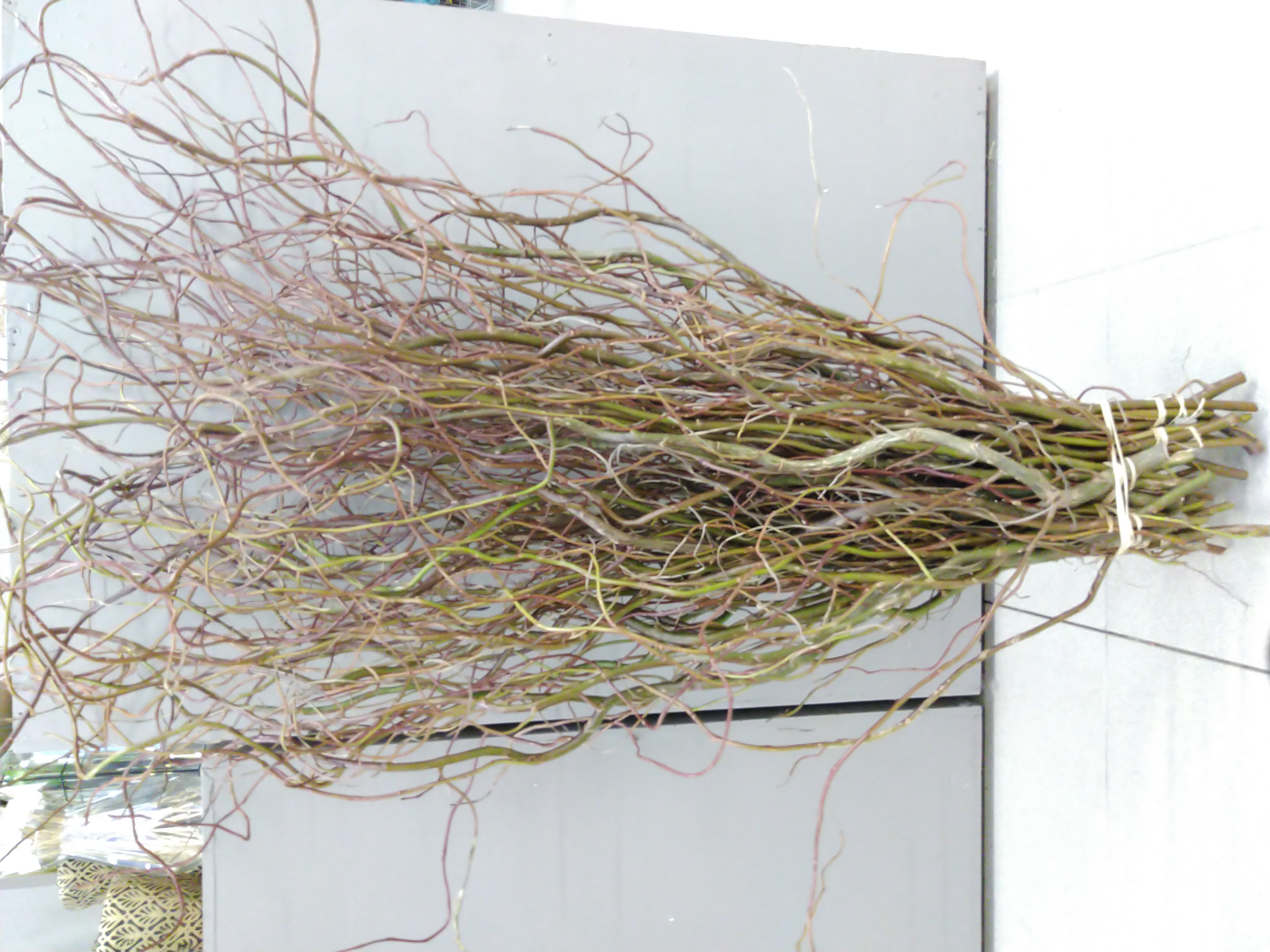 Salix babylonica 'Tortuosa'