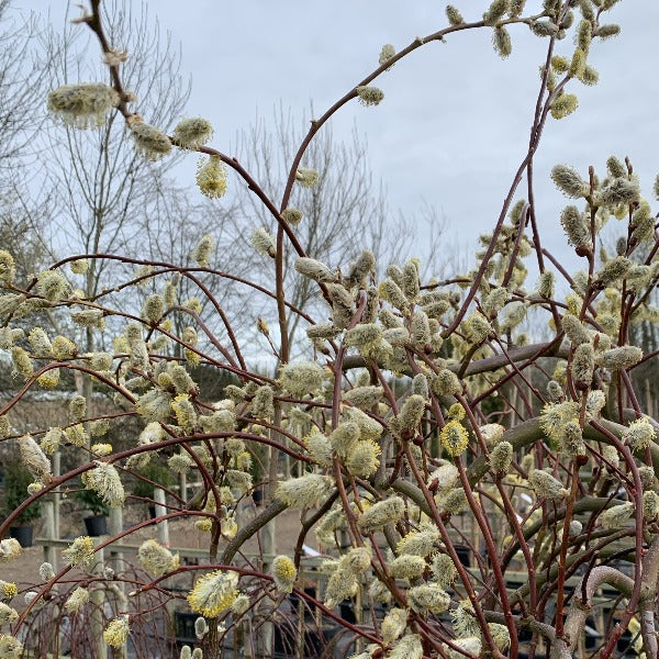 Salix caprea 'Curly Locks' Salix caprea 'Curly Locks'
