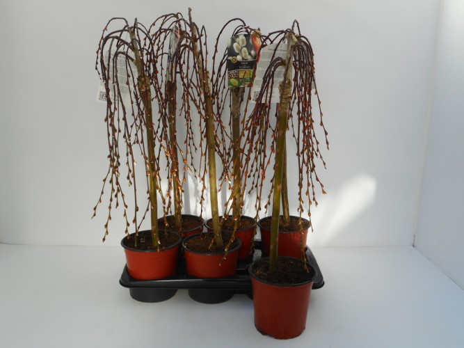 Salix caprea 'Kilmarnock'