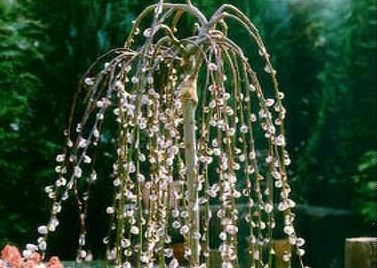 Salix caprea 'Kilmarnock'
