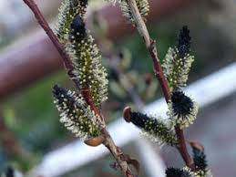 Salix caprea 'Kurome' Salix caprea 'Kurome'