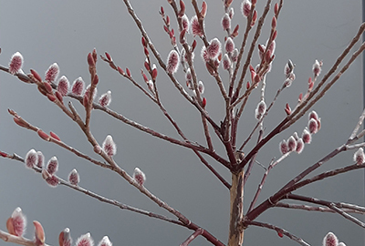 Salix chaenomeloides 'Mount Aso' ® Salix chaenomeloides 'Mount Aso' ®