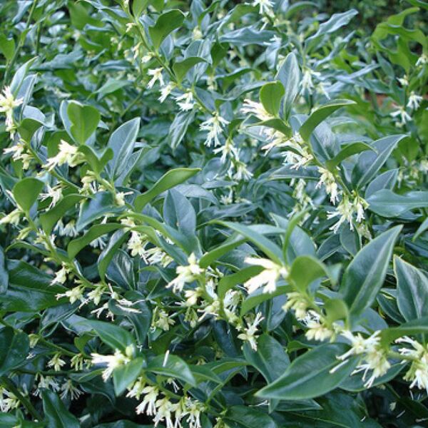 Sarcococca confisa Sarcococca confisa