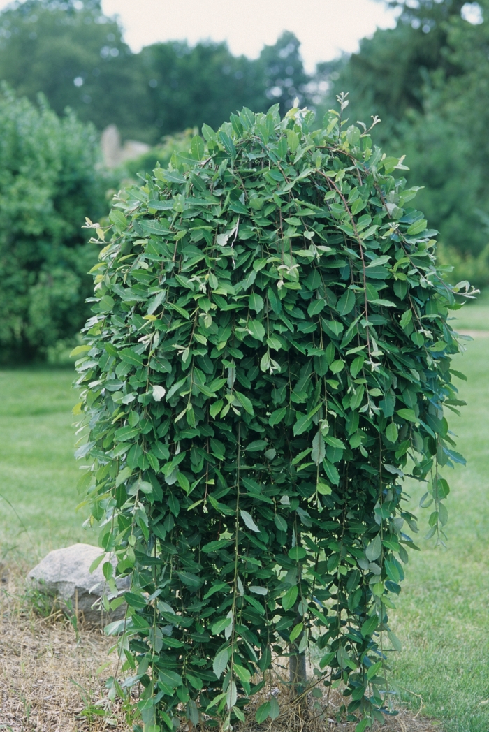 Salix caprea 'Pendula' Salix caprea 'Pendula'